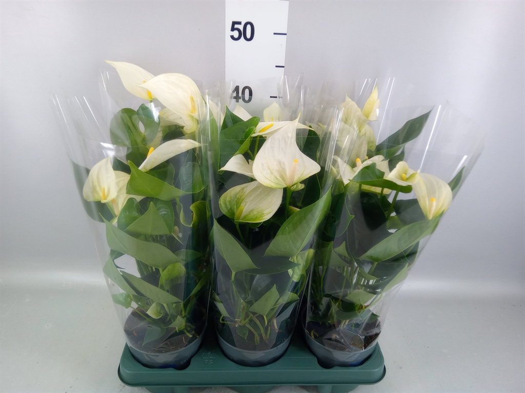 Anthu White Antedesc 12Ø 40cm