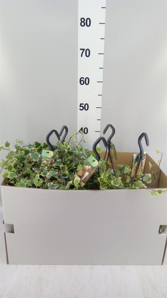 Hedera Helix White Wonder 17Ø 70cm