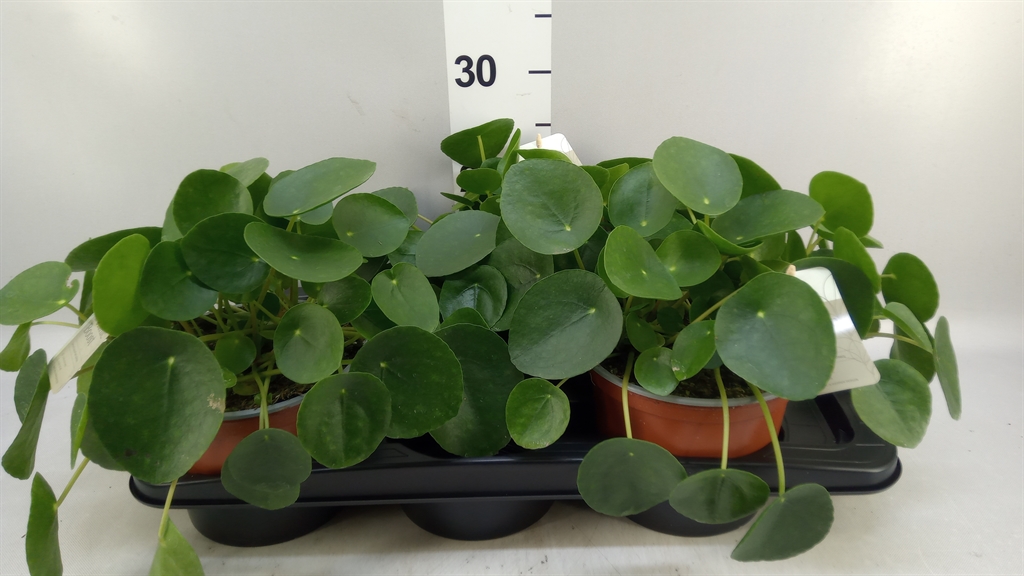 Pilea Peperomoides 17Ø 25cm