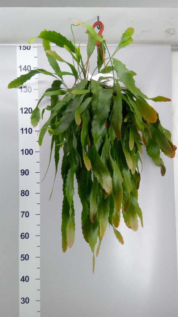 Lepismium Houlletian 21Ø 40cm