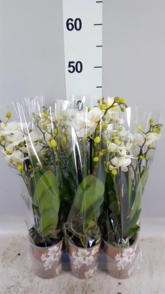 Phalaenopsis Multiflora Zurich 9Ø 35cm 3st