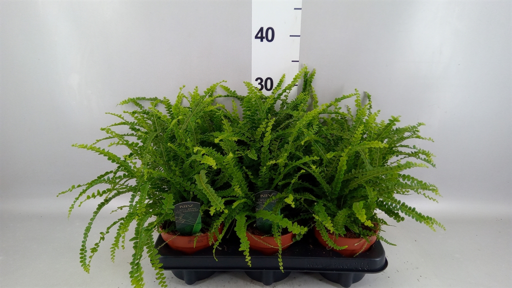 Nephrolepis Duffii 12Ø 35cm