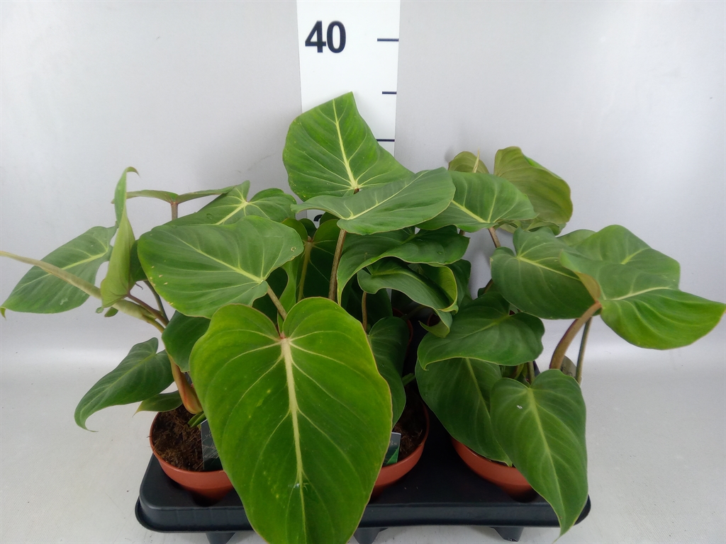 Philodendron Gloriosum 12Ø 25cm
