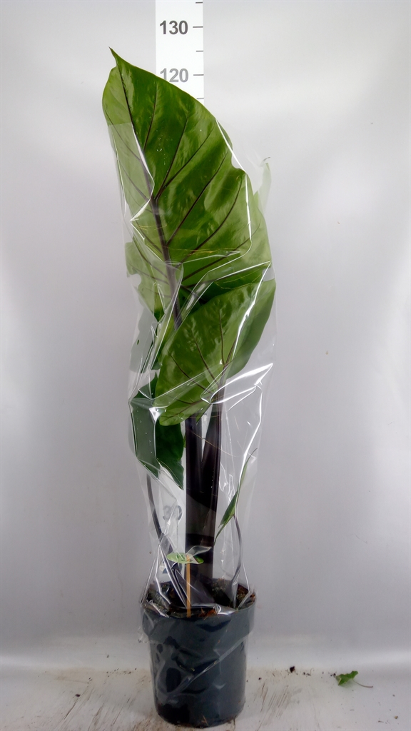 Alocasia Overig 21Ø 80cm