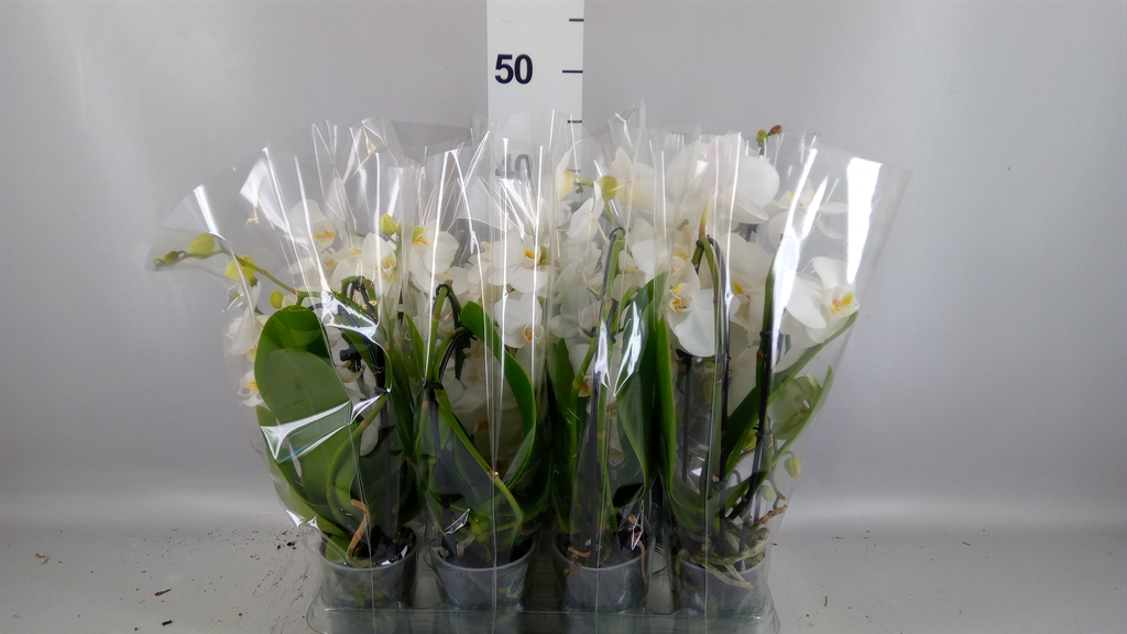 Phalaenopsis Cascade 9Ø 40cm 2st