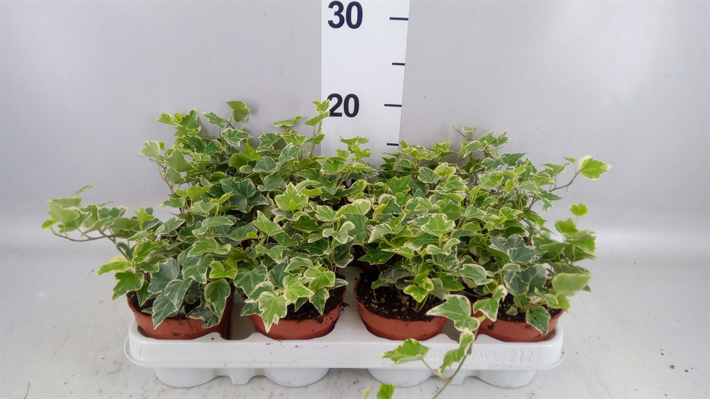 Hedera Helix White Wonder 9Ø 5cm