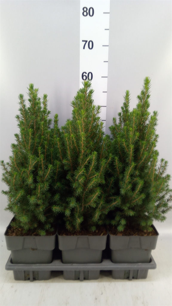 Picea Perfecta 17Ø 55cm
