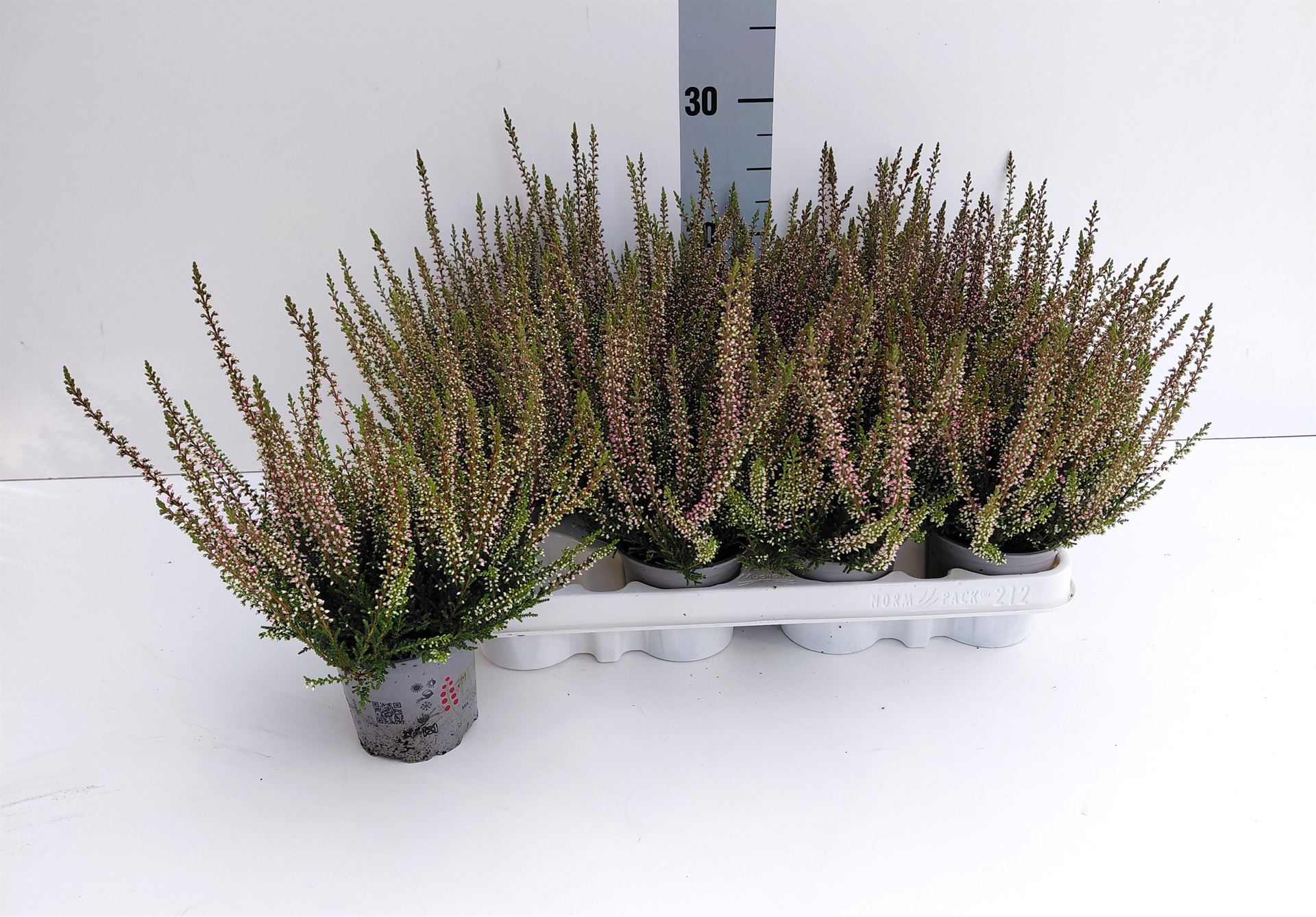 Calluna Vulgaris Beauty Ladies Steffi 9Ø 24cm