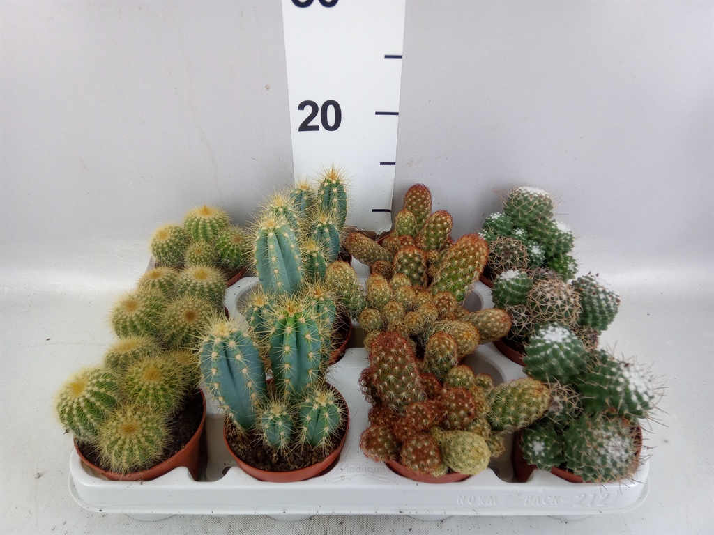 Cactus Mix 8Ø 12cm