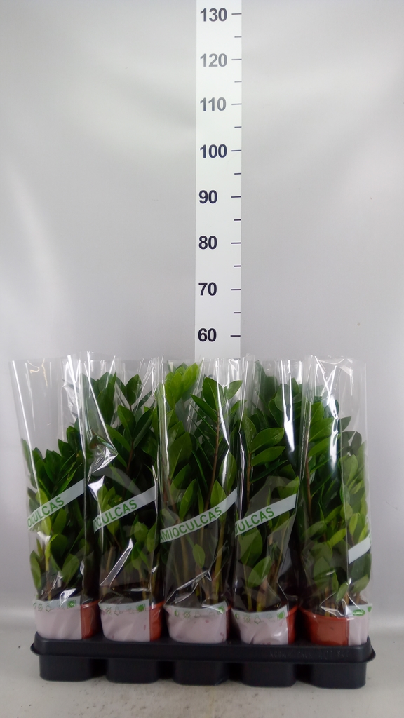 Zamioculcas Zamiifol 12Ø 45cm