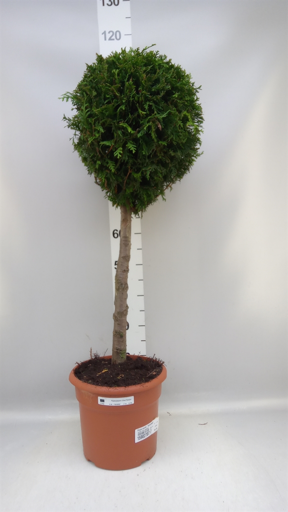 Thuja O Smaragd 26Ø 110cm