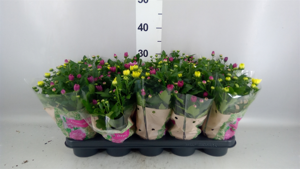 Chrysanth Mount Aubisque Mix 12Ø 26cm