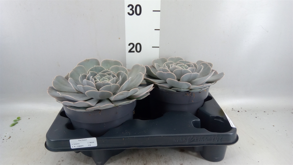 Echeveria Pollux 17Ø 25cm