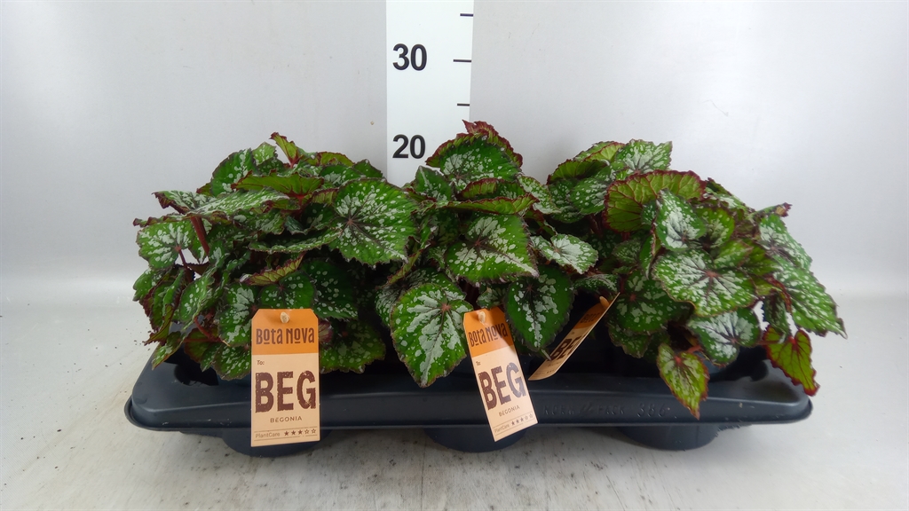 Begonia Leaf Magic Colours Bostella 12Ø 25cm