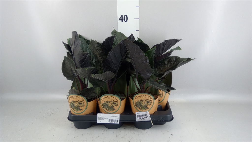 Alocasia Antoro Velvet 11Ø 40cm