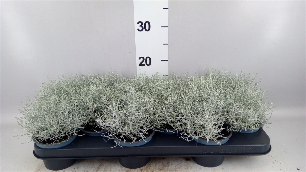 Leucophyta Brownii 10Ø 17cm