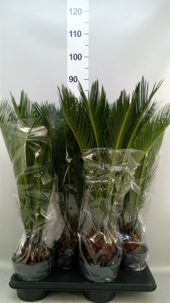 Cycas Revoluta 17Ø 65cm