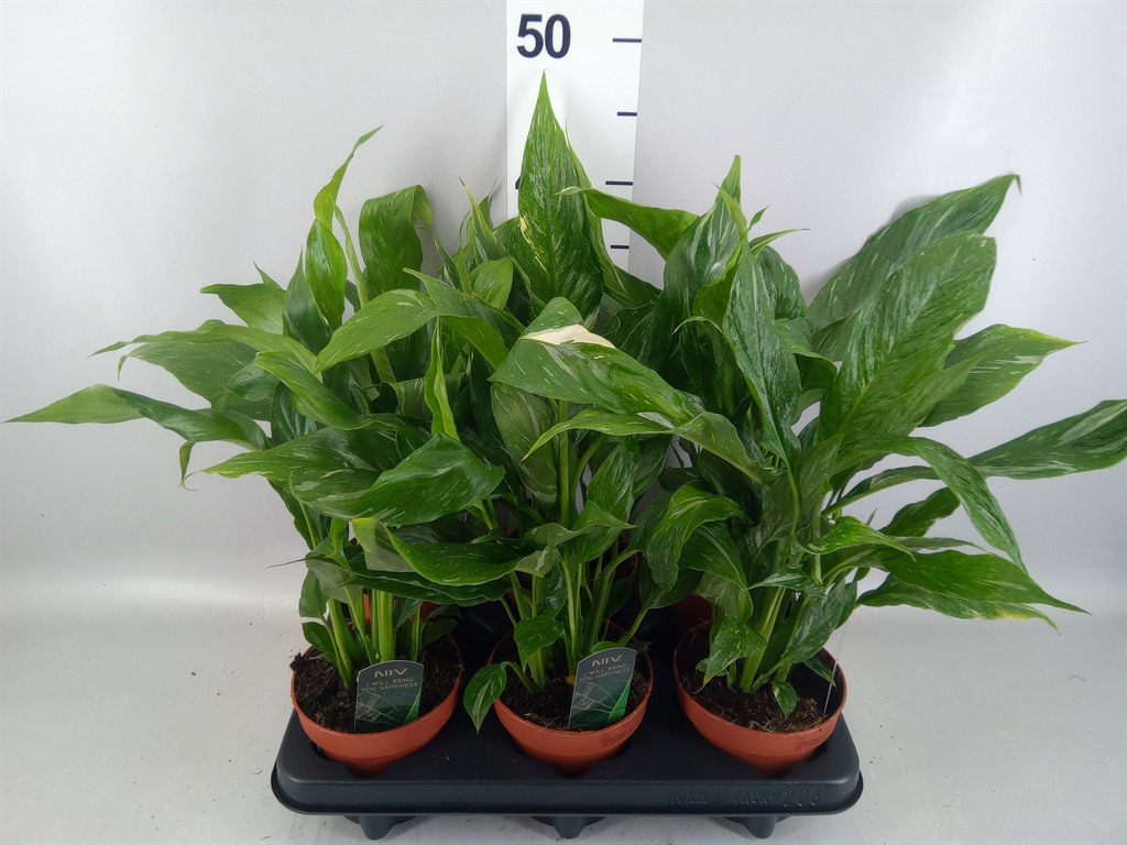 Spathiphyllum Diamond 12Ø 40cm