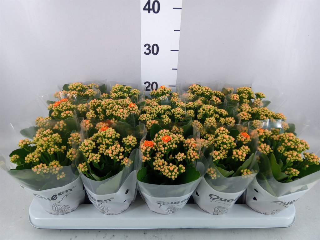 Kalanchoe Double Rose Flowers Agnes 9Ø 17cm