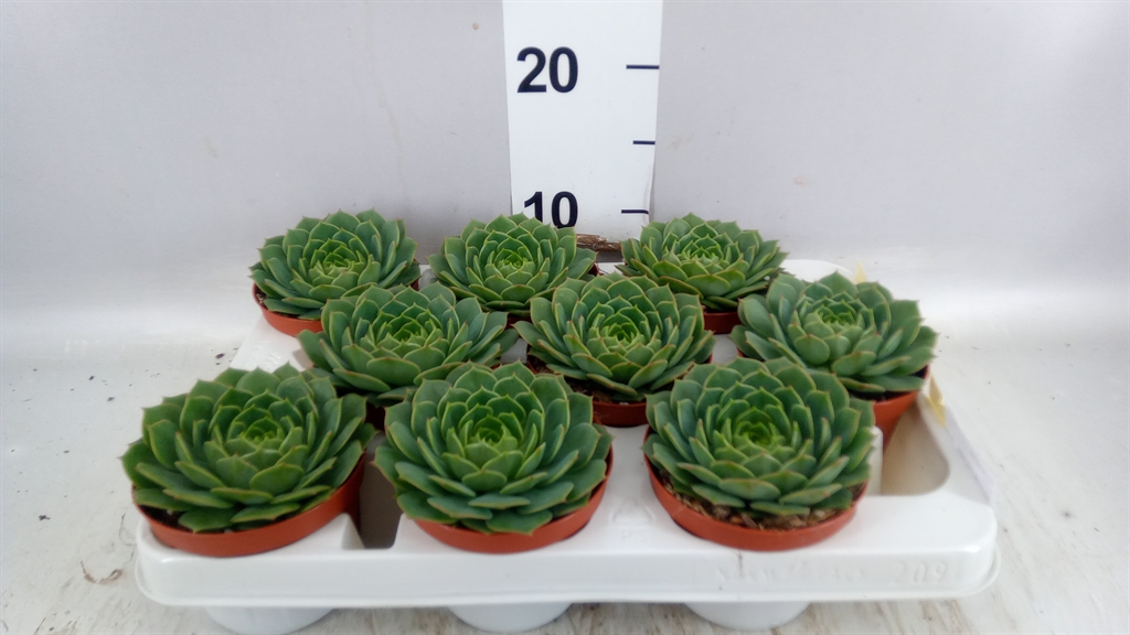 Echeveria Grey Prince 510Ø 20cm