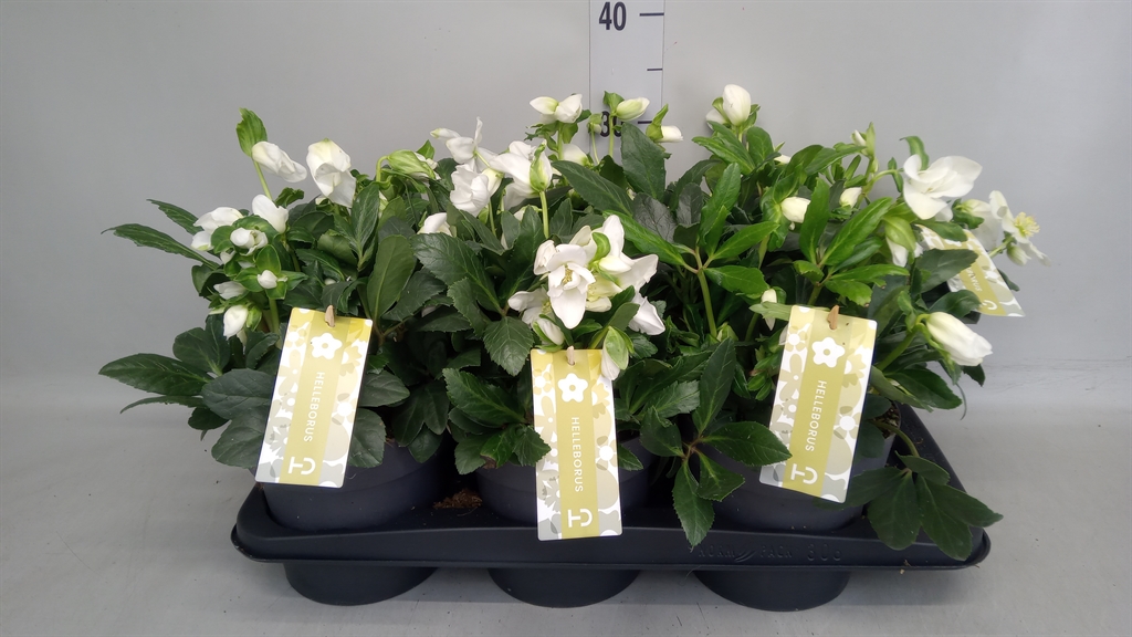 Helleborus Advent Star 17Ø 30cm