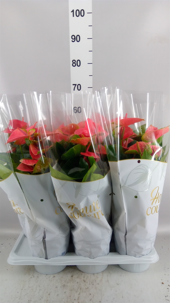 Anthurium Maine 17Ø 60cm