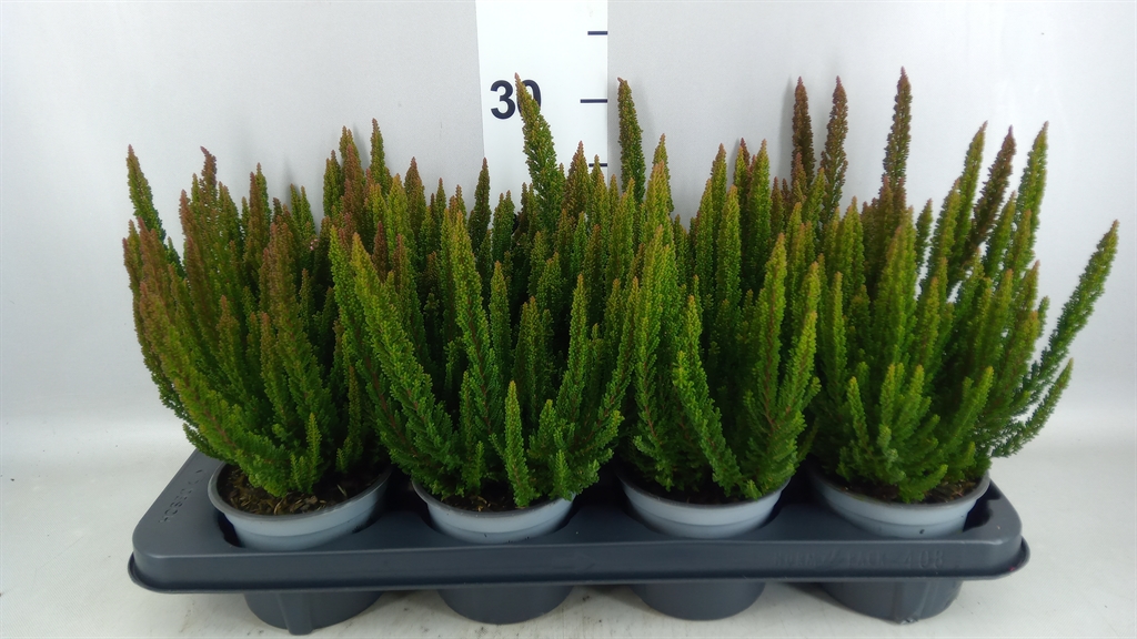 Calluna Skyline Mix 12Ø 28cm