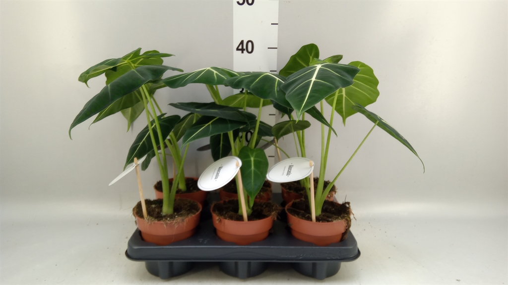 Alocasia Overig 12Ø 40cm
