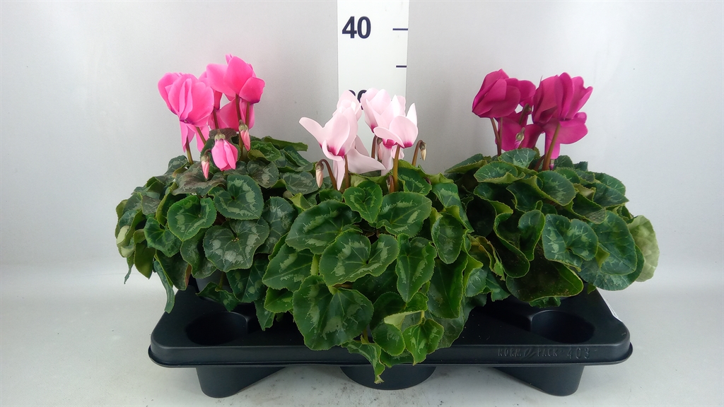 Cyclamen Super Serie Mammoth 17Ø 35cm