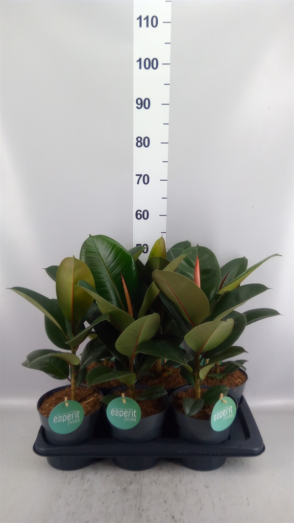 Fic El Robusta 17Ø 55cm