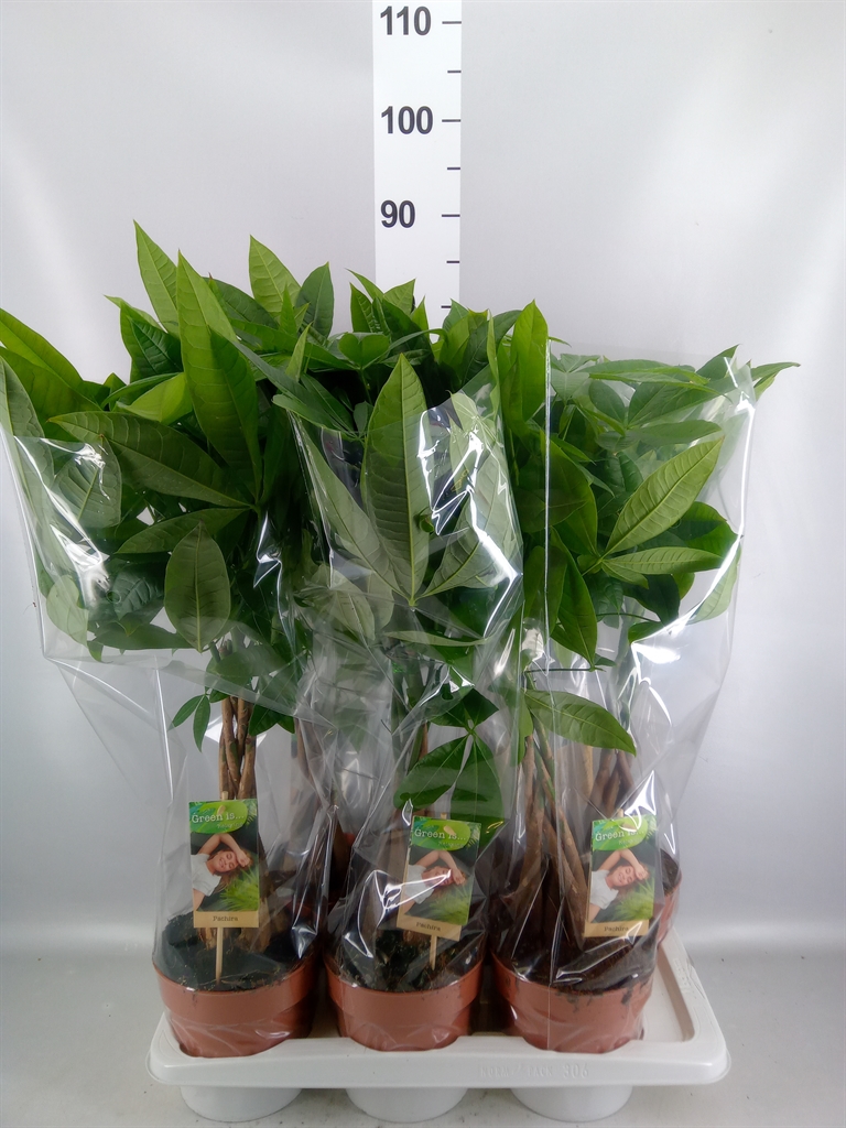 Pachira Aquatica 17Ø 65cm