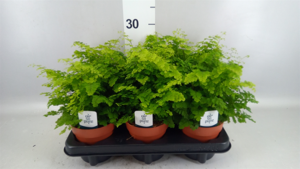 Adiantum Raddianum Fritz-luth 12Ø 35cm