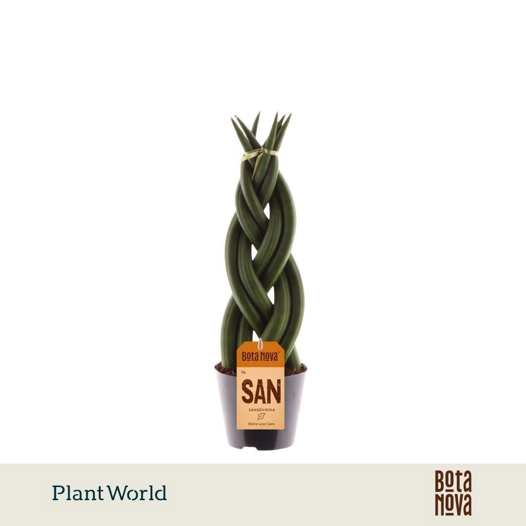 Sansev Cylindrica 508Ø 30cm