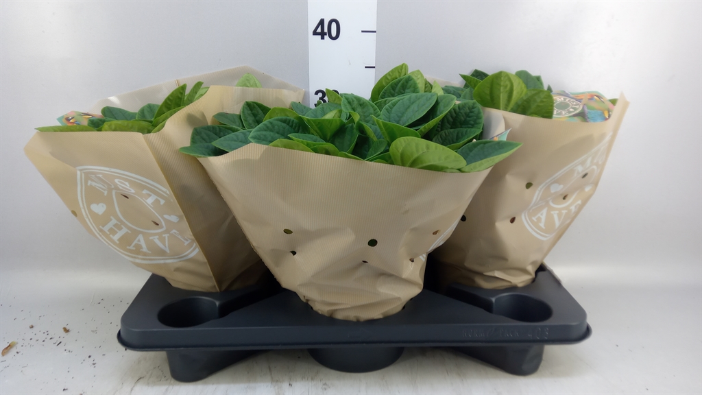 Peperomia Albovittata Rana Verde 17Ø 32cm