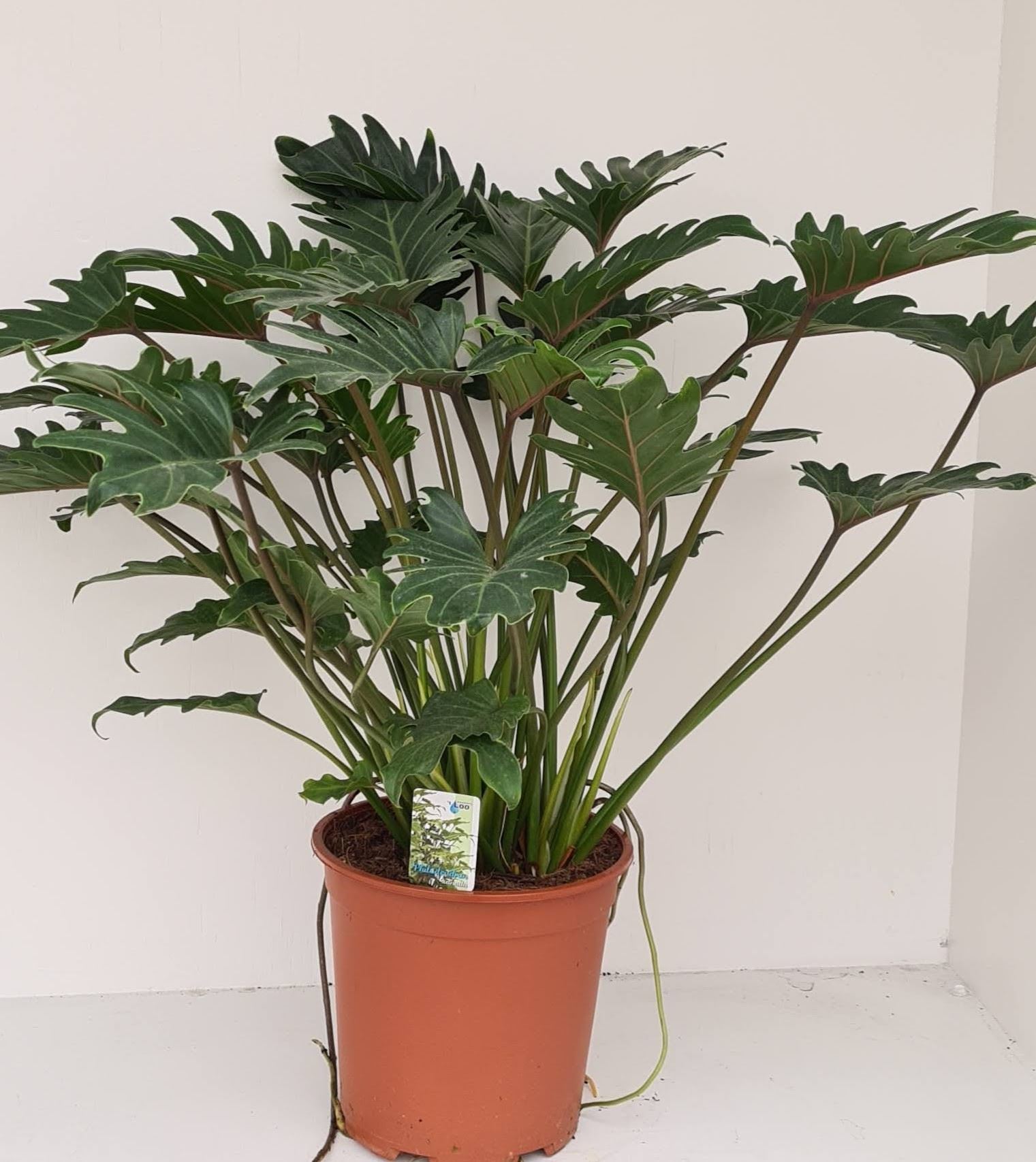 Philodendron Xanadu 24Ø 85cm