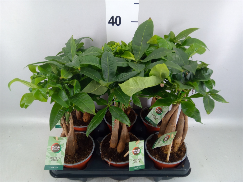 Pachira Aquatica 12Ø 45cm