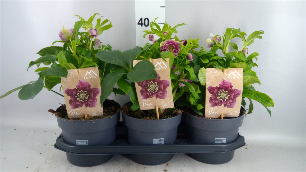 Helleborus Orientalis 19Ø 60cm
