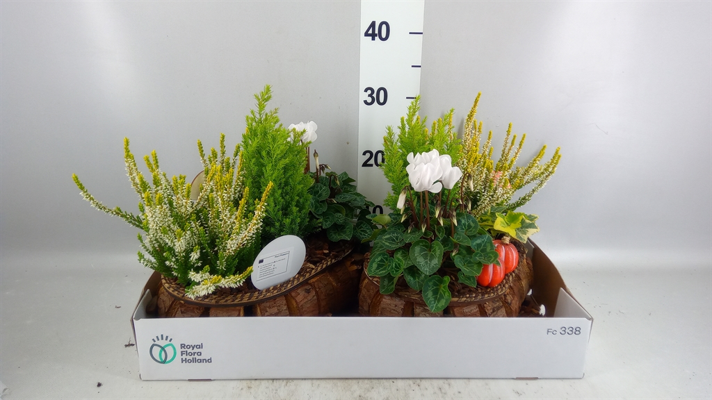 Arrangement Garden Plants 32Ø