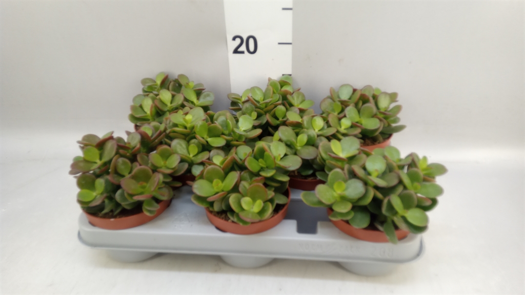 Crassula Minor 10Ø 20cm