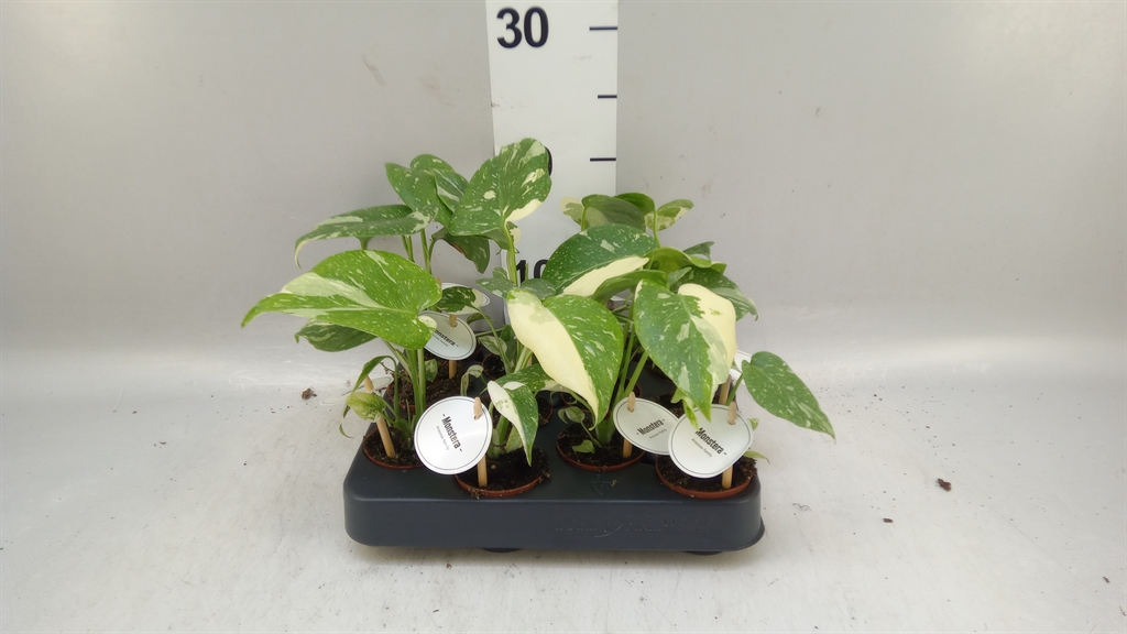 Monstera Ov 6Ø 20cm