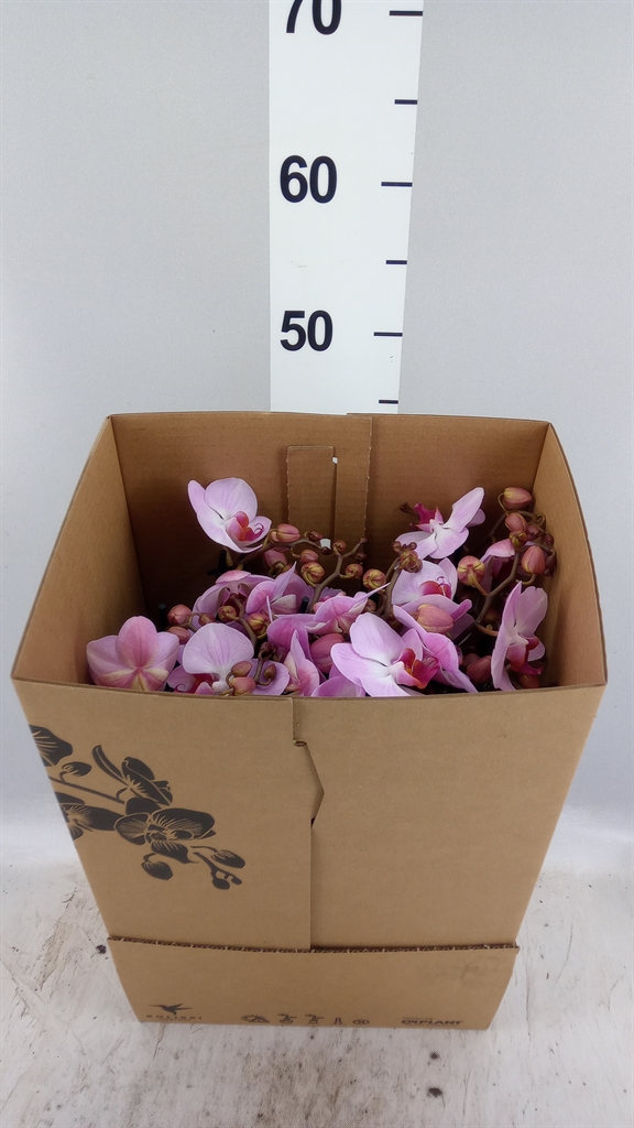 Phalaenopsis Heartbreaker 9Ø 40cm 3st