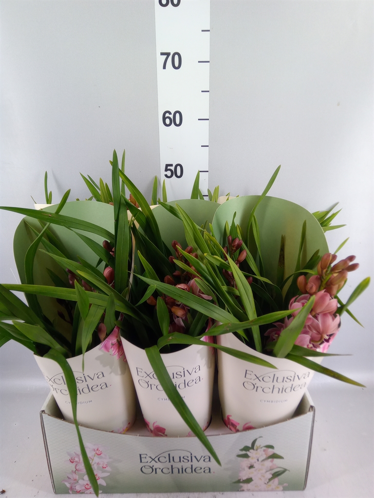 Cymbidium Ov