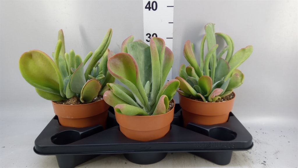 Kalanchoe Ov 17Ø 40cm