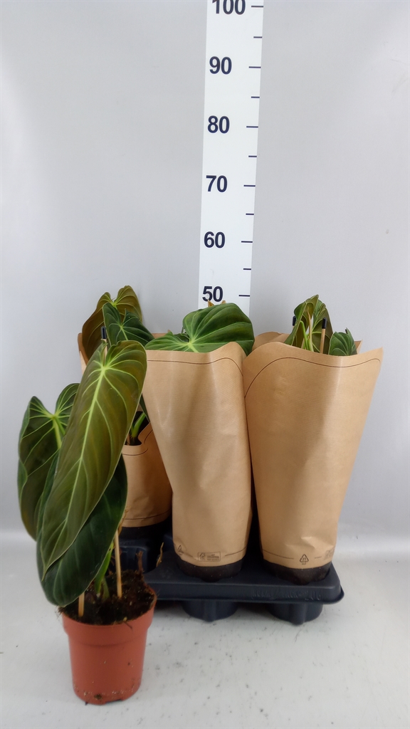 Philodendron Melanochrysum 12Ø 45cm