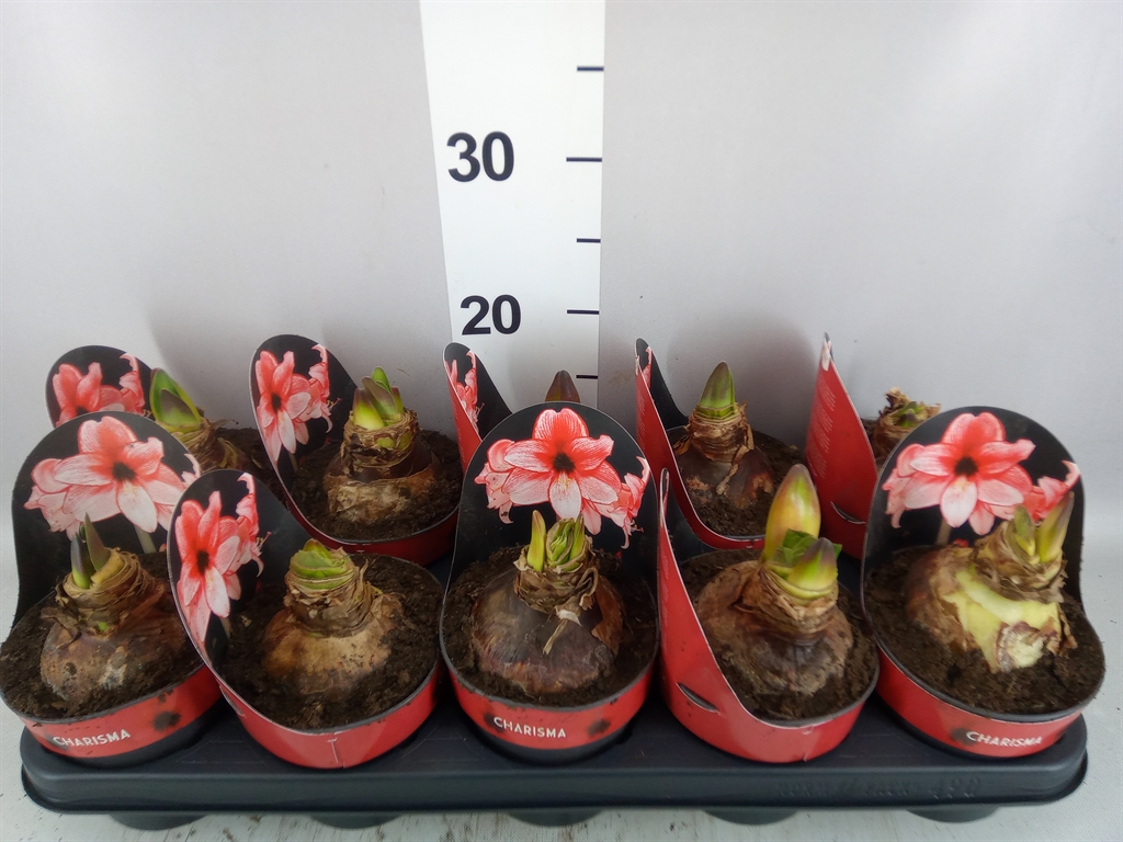 Hippeastrum Charisma 12Ø 25cm