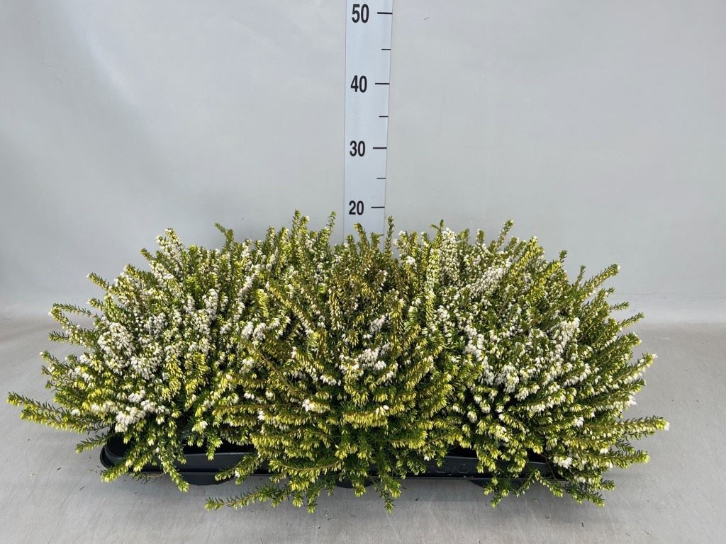Eric Da White Perfec 13Ø 20cm