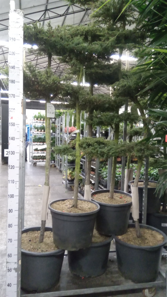 Juniperus Green Carpet 43Ø 150cm