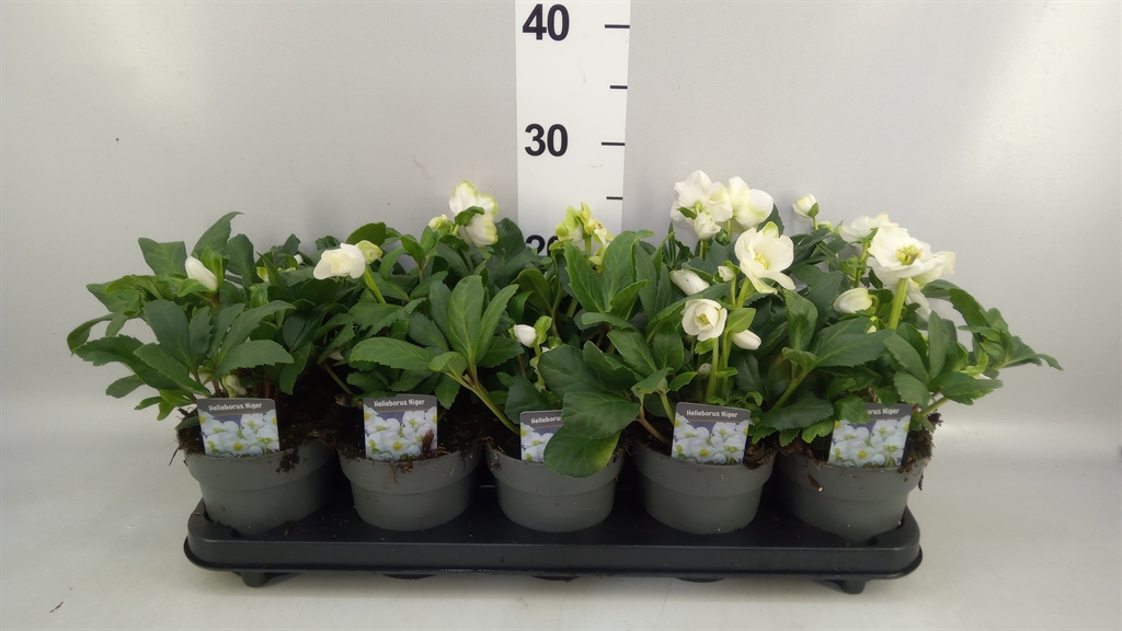Helleborus Niger 12Ø 26cm