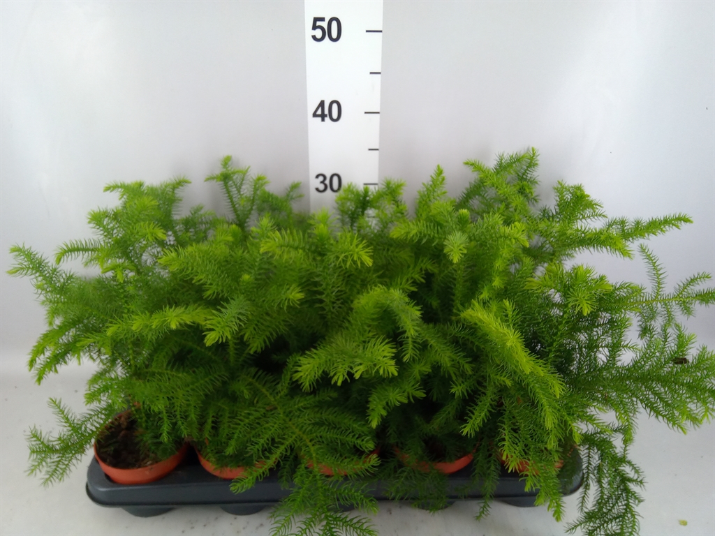 Araucaria Heterophylla 10Ø 25cm