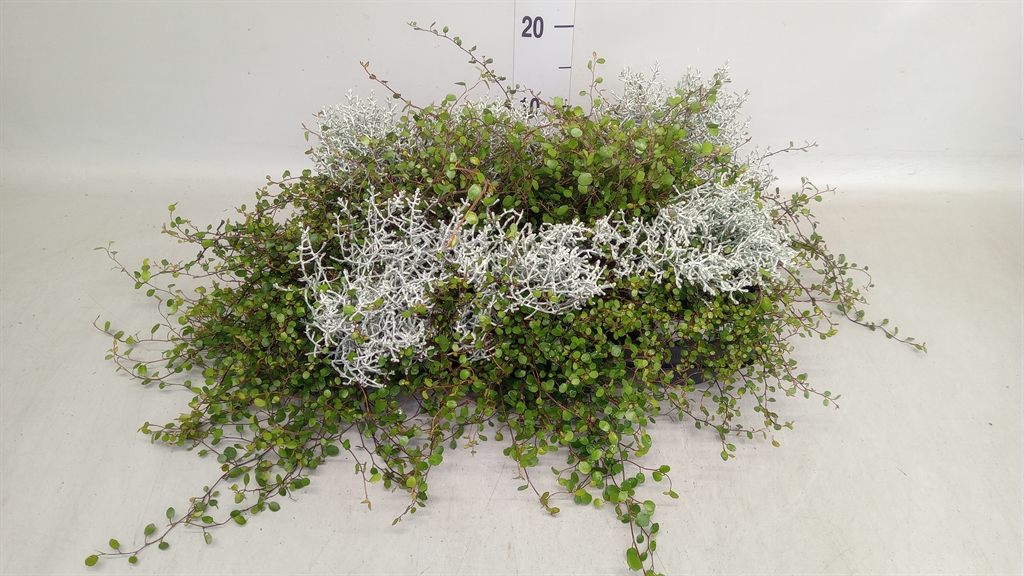 Leucophyta Brownii 13Ø 25cm